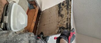 Who To Contact To Remove Mold?