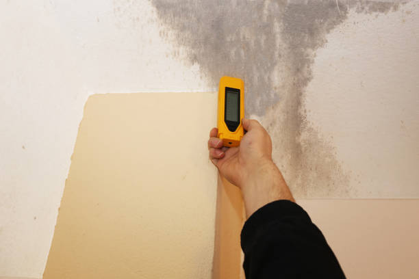 When Is Mold Remediation Required? 8 Signs of Mold Growth