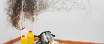 What Is the Difference Between Mold Removal and Mold Remediation?