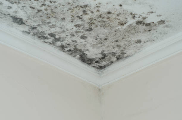 mold damage on roof