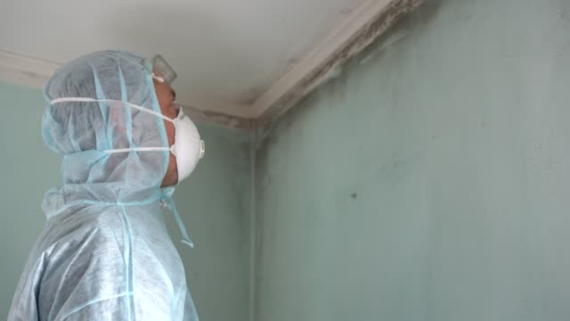 Mold Removal Expert. Inspection and Mold Damage Assessment