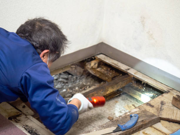 What Do Mold Remediation Companies Do?